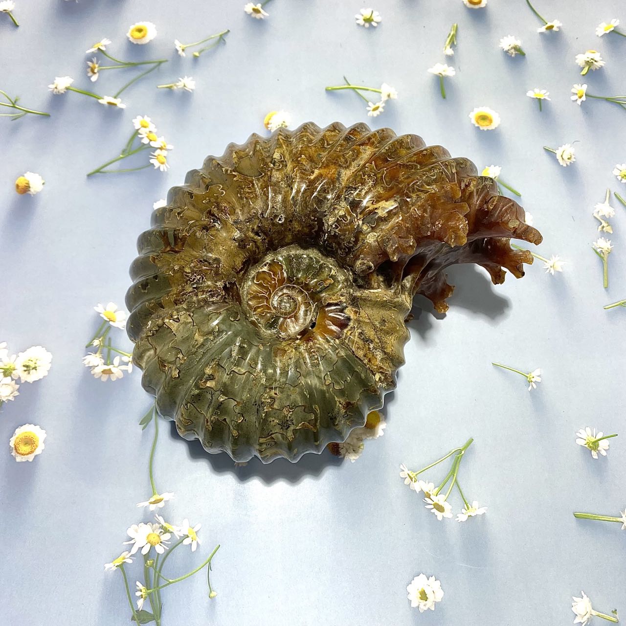 Natural Fossil Ammonites 1 piece