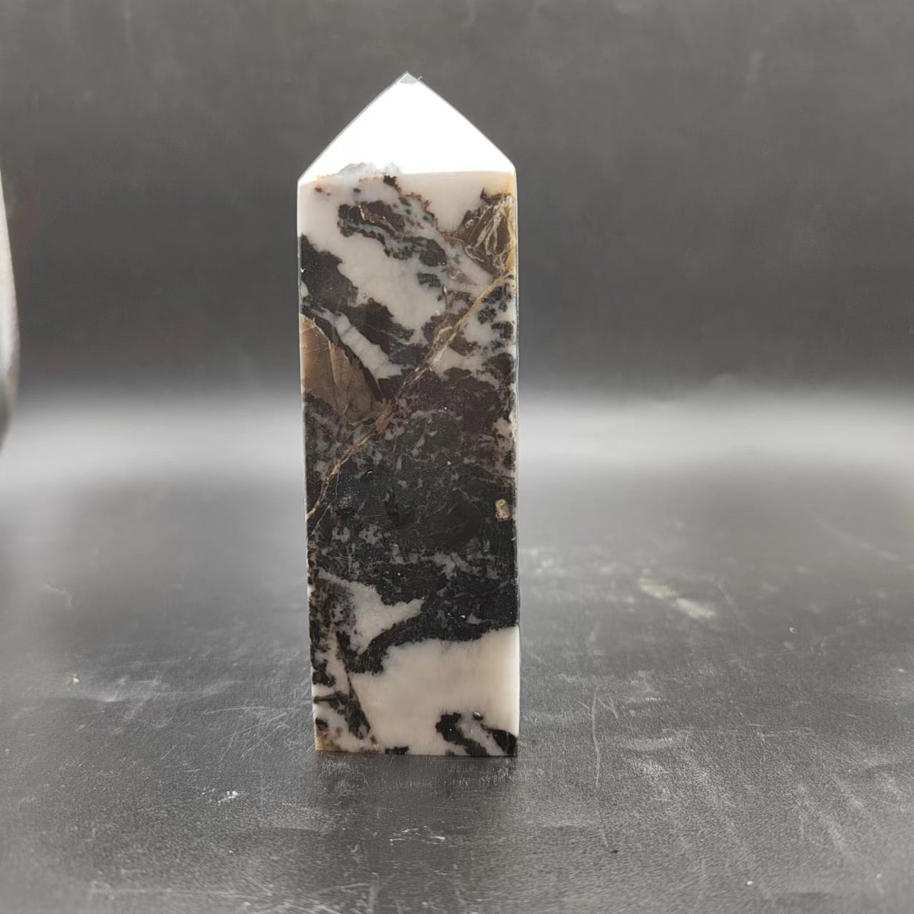 T16 black and white zebra