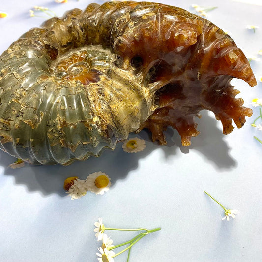 Natural Fossil Ammonites 1 piece
