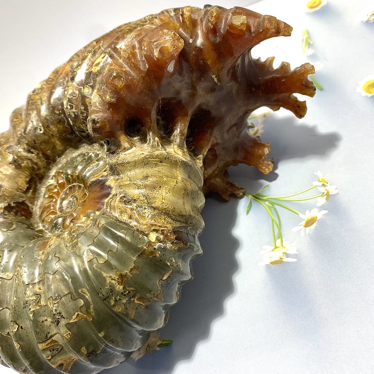 Natural Fossil Ammonites 1 piece